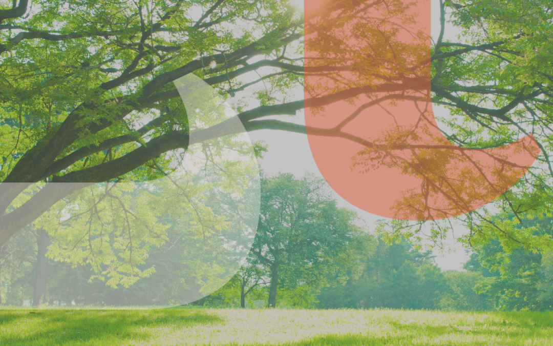 Master evergreen content development